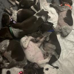 German Shorthaired Pointer Puppies from Briar Creek Kennels