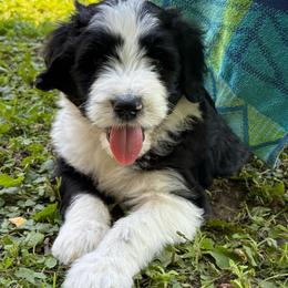 Duke - Black and white male Aussiedoodle puppy in Churchville, New York from Bluebird Family Farm