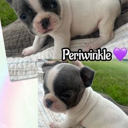 Periwinkle - Blue female Boston Terrier puppy in Brazos Point, Texas from TX Southern Belle Bostons