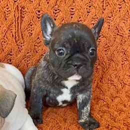 Trixie - Brindle female French Bulldog puppy in Peoria, Arizona from A Quality French Bulldogs AZ