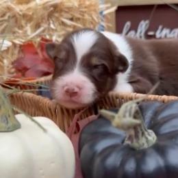 Turmeric - Red tri-color male Australian Shepherd puppy in Inverness, Florida from Swamp Puppy Canine Kennel