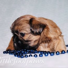 Freedom - Black and tan male Shih Tzu puppy in Texas from Little Foot Paws 🐾