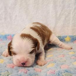 Chip - Blenheim male Cavalier King Charles Spaniel puppy in Pennsylvania from Julie's Cavalier King Charles Spaniels