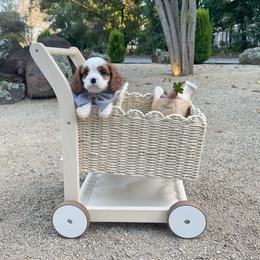 Greyson - Blenheim male Cavalier King Charles Spaniel puppy in Shingle Springs, California from California Spaniels