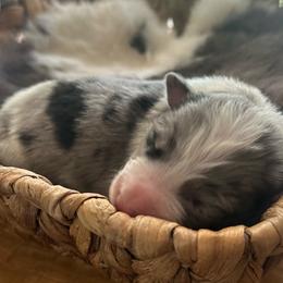 Merle boy 2 - Atypical merle male Border Collie puppy in Jonesboro, Arkansas from Hampton Border Collies