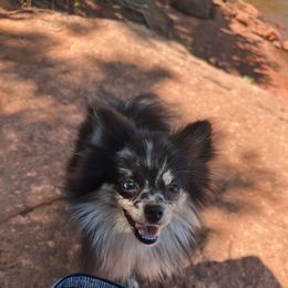 Rajah - Pomeranian