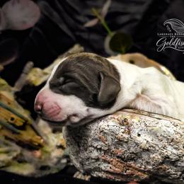 Veil - Liver and white female German Shorthaired Pointer puppy in Kenai, Alaska from LakeHaus Kennels