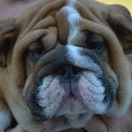 George - Bulldog