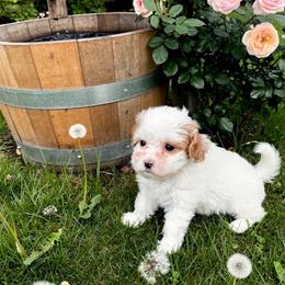 Lenore 4.5 pound Toy - Parti female Maltipoo puppy in Lawrenceburg, Tennessee from LUV Poodles and Maltipoos