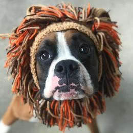 Boxer Puppies from Archangel Boxers