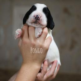 Pongo - Black and white male English Cocker Spaniel puppy in New Mexico from HighBrassGunDogs