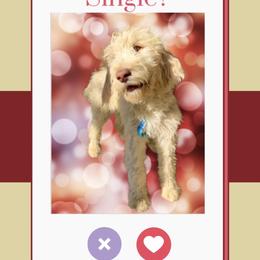 Goldendoodle Puppies from Casita Goldendoodles