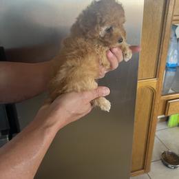 Poodle Puppies from ItalianToyPoodles