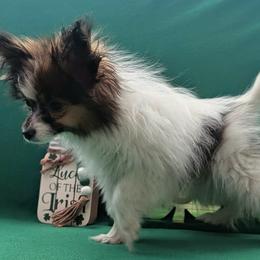 Uno - Red white and sable male Papillon puppy in Dorset, Ohio from Classy Country Papillons