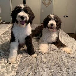Sheepadoodle Puppies from Liberty Hill Sheepadoodles