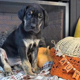 Juniper - Black female Great Dane puppy in Ardmore, Alabama from Delta Danes