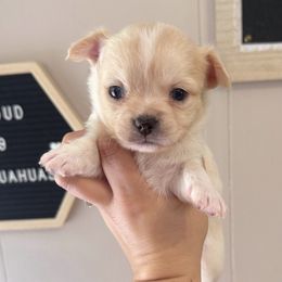 Dewey - Cream male Chihuahua puppy in Harrison, Michigan from Cloud9 Chihuahuas