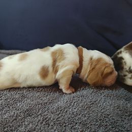 Brown boy - Lemon and white male Basset Hound puppy in Santa Rosa, California from Redwood Coast bassetts