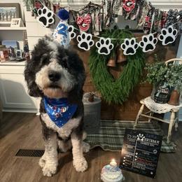 Bubbie - Bernedoodle