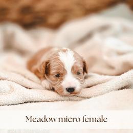 Meadow - Red  female Goldendoodle puppy in Punta Gorda, Florida from Transformation Acres Goldendoodle