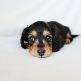 Daisy - Black and tan female Dachshund puppy in El Dorado Hills, California from Golden Hill Dachshunds