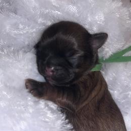Casey - Red female Shih Tzu puppy in Sacramento, California from NANA’S  QUALITY SHIH TZU'S