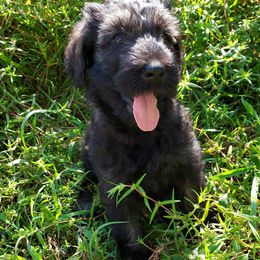 Miniature Schnauzers, Schnoodles, and Shihpoos from Pups Furever