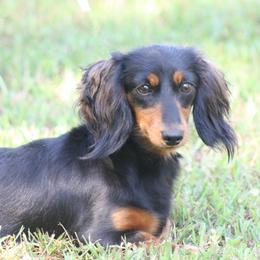 Meesha - Dachshund