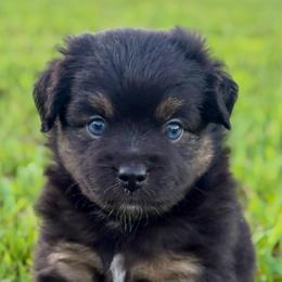 Peter Pan - Black tri male Toy Australian Shepherd puppy in Smithville, Arkansas from Cooper Creek Aussies