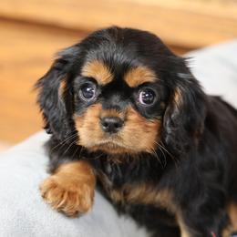 Baylee - Black and tan female Cavalier King Charles Spaniel puppy in Boardman, Ohio from Taliaferro Kennel