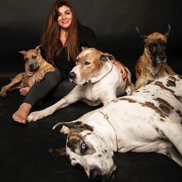 Great Danes from SOBOC Legacy of Colors LLC