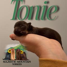 Tonie - Chocolate and tan male Yorkshire Terrier puppy in Baker, West Virginia from Majestic Mountain Yorkies