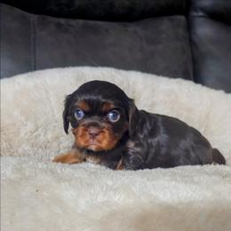 Aphrodite - Chocolate female Cavalier King Charles Spaniel puppy in Neosho, Missouri from Pups on the Ridge