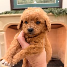 Girl 2 - Red  female Goldendoodle puppy in Meridian, Mississippi from Magnolia Poodles and Doodles