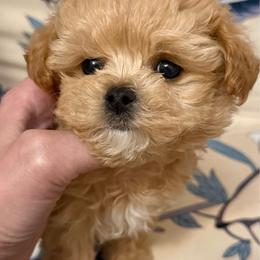Fendi maltipoo F1 - Apricot female Maltipoo puppy in San Diego, Temecula, Ontario, California from Yorkie & Maltese Royalty