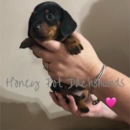 Emaline - Black and tan female Dachshund puppy in Glen Saint Mary, Florida from 🍯 Honey Pot Dachshunds 🐾