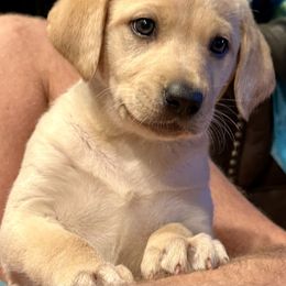 Labrador Retriever Puppies from Okiehuntinboyz Labrador Retrievers