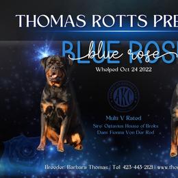 Blue - Rottweiler