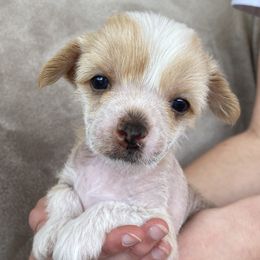 Stevie Nicks - Pink and chocolate Chinese Crested puppy in Temecula, California from SoCal Chinese Crested