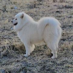 Nanook - Samoyed