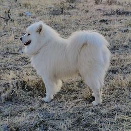 Nanook - Samoyed