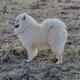 Nanook