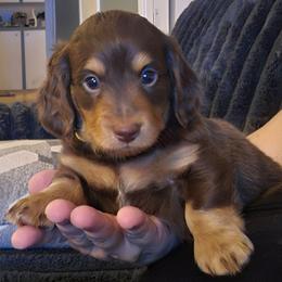 Goose - Chocolate and tan male Dachshund puppy in Willcox, Arizona from Tootsie's Tiny Toes