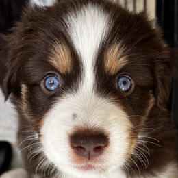 Moose - Red Miniature American Shepherd puppy in Litchfield Park, Arizona from New Dawn Aussies