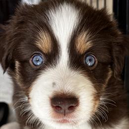 Moose - Red Miniature American Shepherd puppy in Litchfield Park, Arizona from New Dawn Aussies