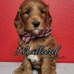 Goldendoodle Puppies from Sister Doodles