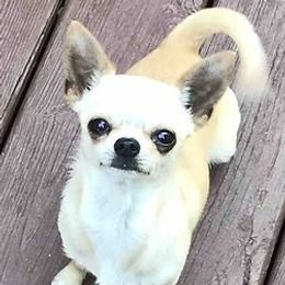 CHICO - Chihuahua