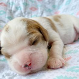 Cavalier King Charles Spaniel and Cavapoo Puppies from Red Skye Cavaliers and Cavapoos