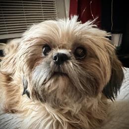 Kiki - Shih Tzu