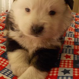 Aussiedoodle and Toy Australian Shepherd Puppies from Booty Shaker Toy Aussies